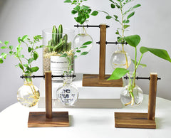 Creative Hydroponic Pothos in Modern Glass Vase