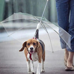 Pet Umbrella With Leash