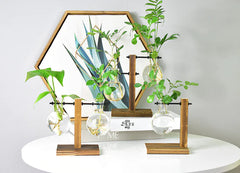 Creative Hydroponic Pothos in Modern Glass Vase