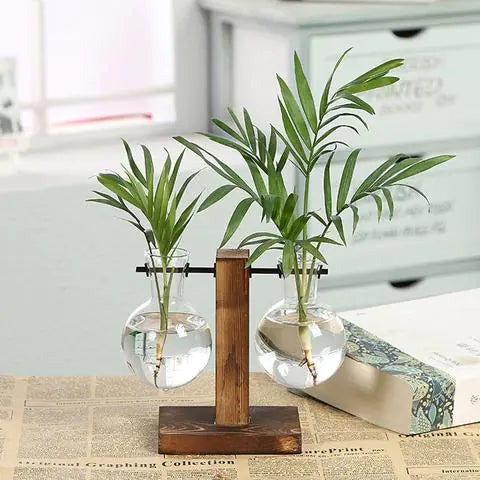 Creative Hydroponic Pothos in Modern Glass Vase